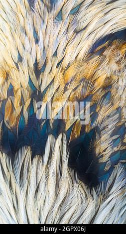 feathers abstract texture, closeup of birds plumage, bright golden orange and blue tone natural background, wallpaper or backdrop for designing Stock Photo