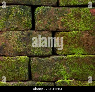 closeup of old weathered brick wall with moss, natural background texture or wallpaper Stock Photo