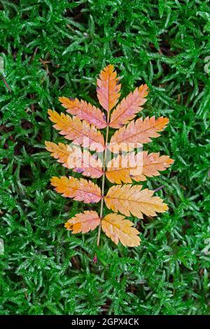 Rowan / mountain-ash (Sorbus aucuparia) fallen leaf on moss showing fall colours in autumn Stock Photo