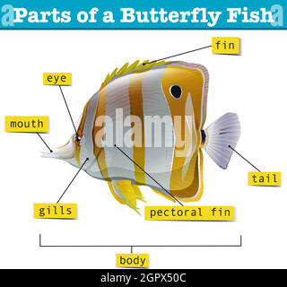 Diagram of different parts of fish Stock Vector