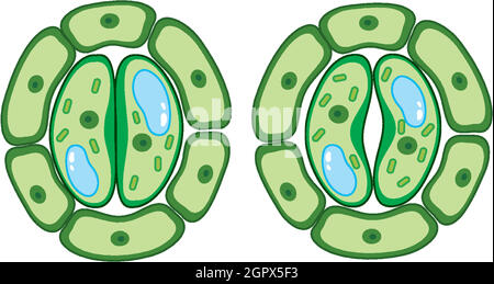 Diagram showing plant cells Stock Vector