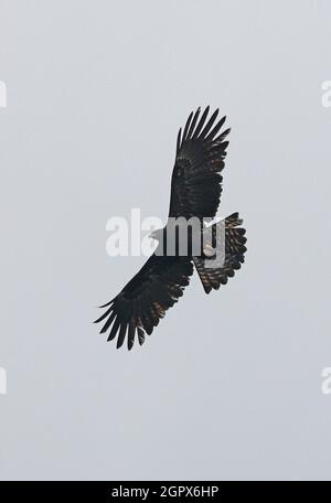 Black Eagle (Ictinaetus malayensis) sub-adult, calling, in flight