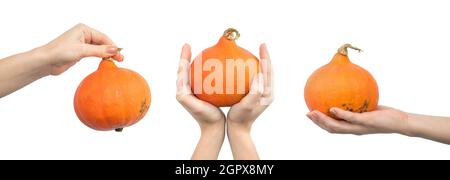 Hokkaido pumpkins in hand isolated on a white background, set of photos, collage banner design Stock Photo