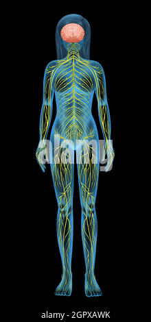 Human nervous system Stock Vector