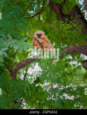 Gee's Golden langur, black faced, sitting on branch of tall tree in ...