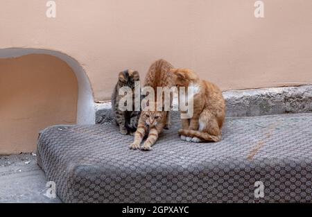 Beautiful shot of three stray kittens in a yard on an old mattress Stock Photo