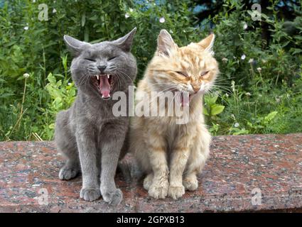 Closeup shot of two cats, gray and red, sitting side by side and yawning Stock Photo