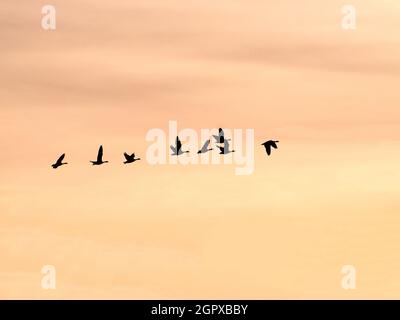 A small group of Canadian Geese flying into a beautiful late day colored sky. Stock Photo