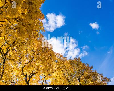 autumn vivid yellow maple trees foliage on blue sky with white clouds background - full frame upward view from below Stock Photo