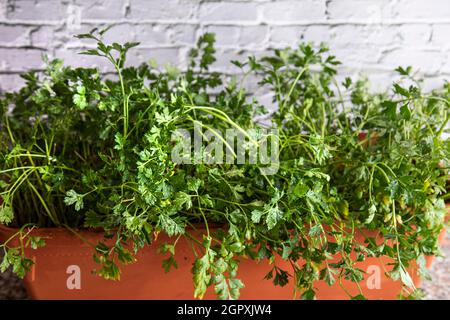 parsley grown at home in a pot on a white brick wall background Stock Photo