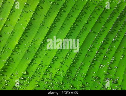Water Droplets On The Surface Of The Leaves