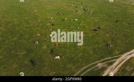 cows in the field farming concept. autumn season Stock Photo