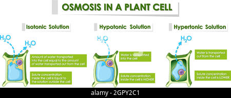 Diagram showing osmosis in plant cell Stock Vector