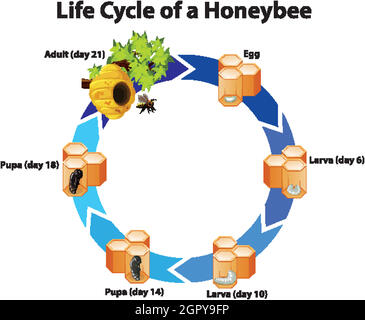 Diagram showing life cycle of honeybee Stock Vector