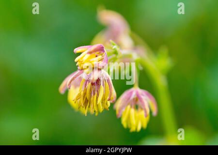 Lesser Meadow-rue (thalictrum minus), close up showing the tiny delicate flowers of the coastal growing plant. Stock Photo