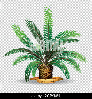 Palm tree on transparent background Stock Vector Image & Art - Alamy