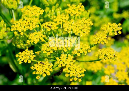 Wild Parsnip (pastinaca sativa), close up showing the many small yellow florets that make up the large broad flowerheads of the plant. Stock Photo