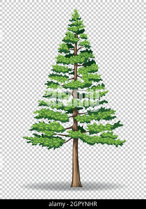 Pine tree on transparent background Stock Vector