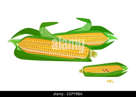 Corn cobs isolated on white background. Sweet golden corn group.Fresh yellow maize with leaves and seed.Summer farm design element.Vector illustration Stock Vector