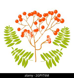 Rowan tree branch with leaves and berries isolated on white background.Mountain ash autumn design.Simple leaves and twig with red rowan berries.Vector Stock Vector