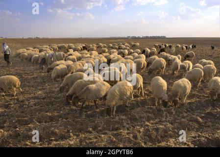 Flocks sheep on the field Stock Photo