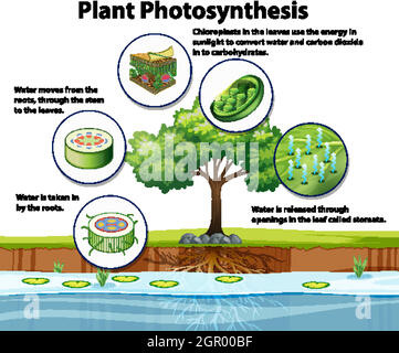 Diagram showing plant photosynthesis Stock Vector