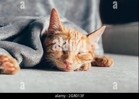 Cute Little Ginger Kitten Sleeps On The Sofa Under Grey Soft Blanket