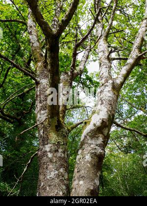 Sorbus aria, whitebeam tree. Stock Photo