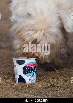 Small white dog licking tub of doggie ice cream, UK Stock Photo