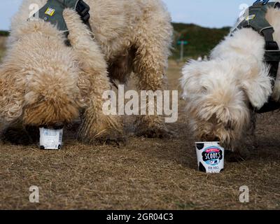 Two dogs eating doggie ice cream, UK Stock Photo