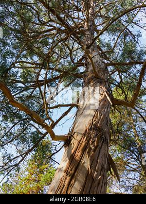 Eucalyptus gunnii, Cider Gum tree. Stock Photo