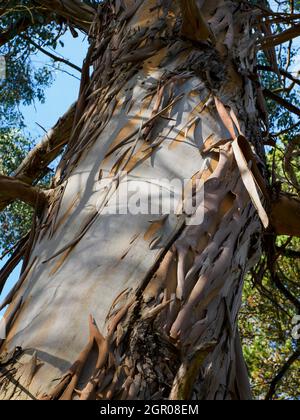 Eucalyptus gunnii, Cider Gum tree. Stock Photo