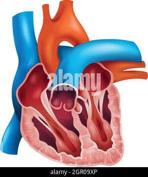 Heart valve anatomy. Cross section of human heart. Pulmonary, Tricuspid ...