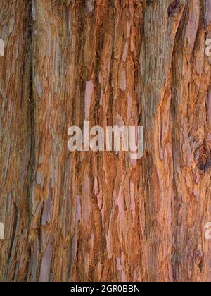 close up of the bark of a Coast Redwood tree, Sequoia sempervirens Stock Photo