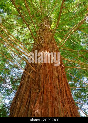 Coast Redwood tree, Sequoia sempervirens Stock Photo