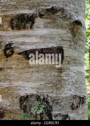 Betula populifolia, Grey Birch tree, close up of bark. Stock Photo