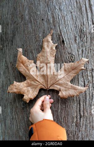 Lady holding a dry leaf on tree trunk in cold weather Stock Photo