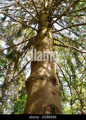 Norway Spruce tree, picea abies Stock Photo