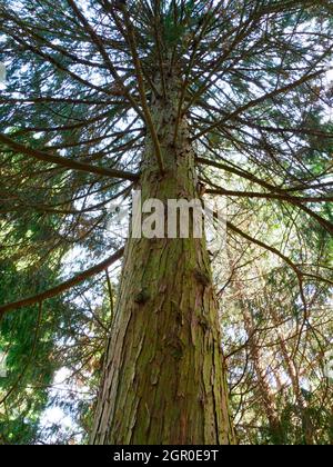 Nootka cypress tree, Chamaecyparis nootkatensis, Stock Photo
