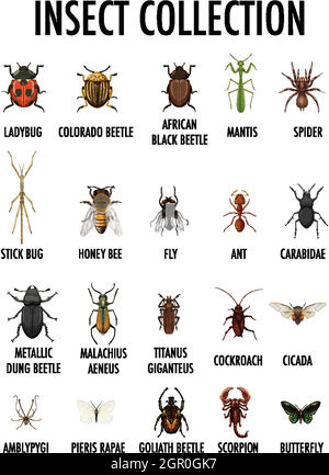 Insect collection isolated on white background Stock Vector
