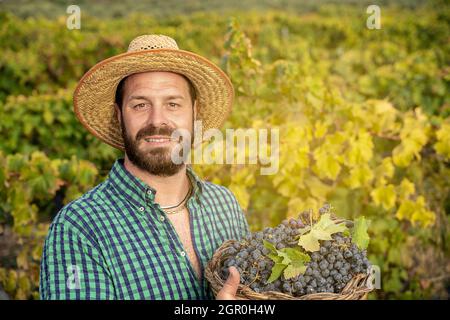 bearded farmer in vineyard with grapewine Stock Photo