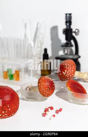 Fly agaric mushrooms in laboratory. Harvesting amanita for the manufacture of medicines. Amanita microdosing is the use of dried mushrooms in an ultra Stock Photo