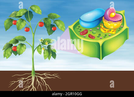 Plant Cell Stock Vector