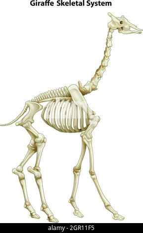 Giraffe skeletal system Stock Vector Image & Art - Alamy