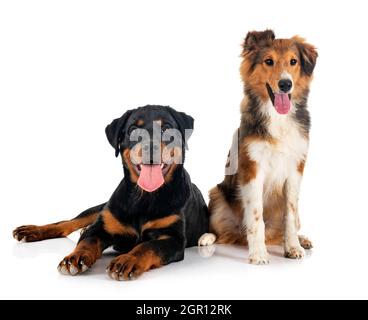Shetland Sheepdog and puppy rottweiler in front of white background Stock Photo