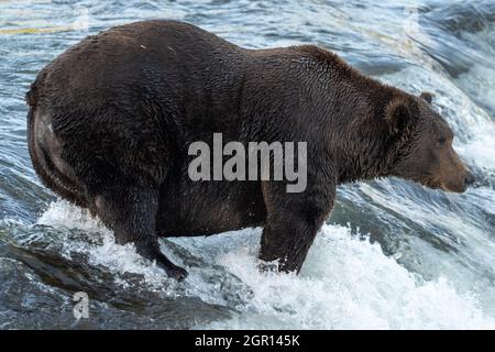An adult Brown Bear known as 151 Walker watches for a Sockeye Salmon at Brooks Falls in Katmai National Park and Preserve September 13, 2021 near King Salmon, Alaska. The park is holding the annual Fat Bear contest to decide which bear gained the most weight during the summer feeding season. Stock Photo