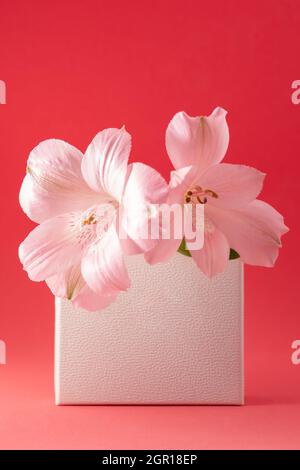 Empty paper card mockup. Floral frame made of blank paper box and pink alstroemeria flower on red background Stock Photo
