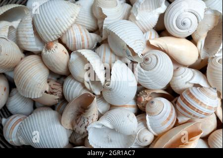 Sea shells Stock Photo