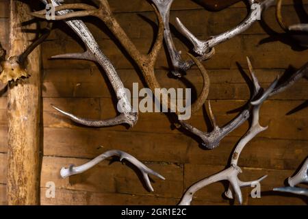 Interior decoration - deer antlers on the wall. Scandinavian style in the house. Comfort in the house.White brick wall Stock Photo
