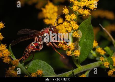 A Paper Wasp On A Yellow Flower Stock Photo